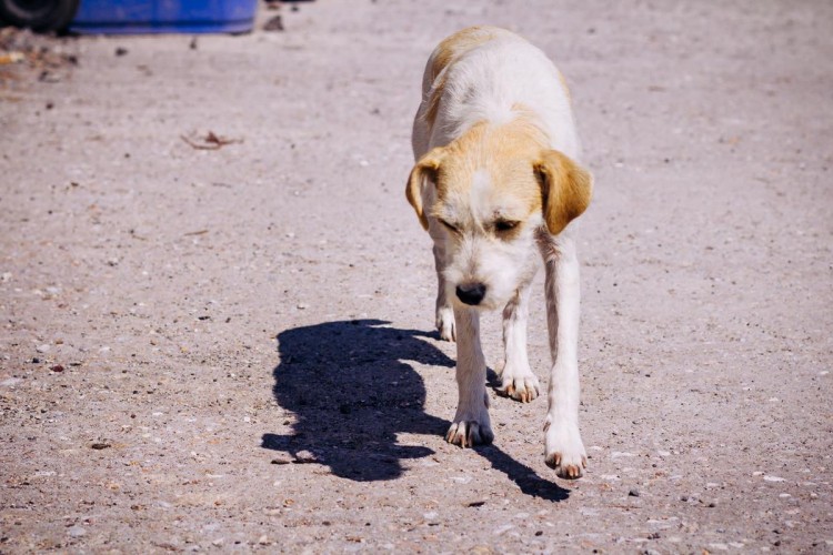 这6种狗狗经常被遗弃第一名还是国民宠物犬