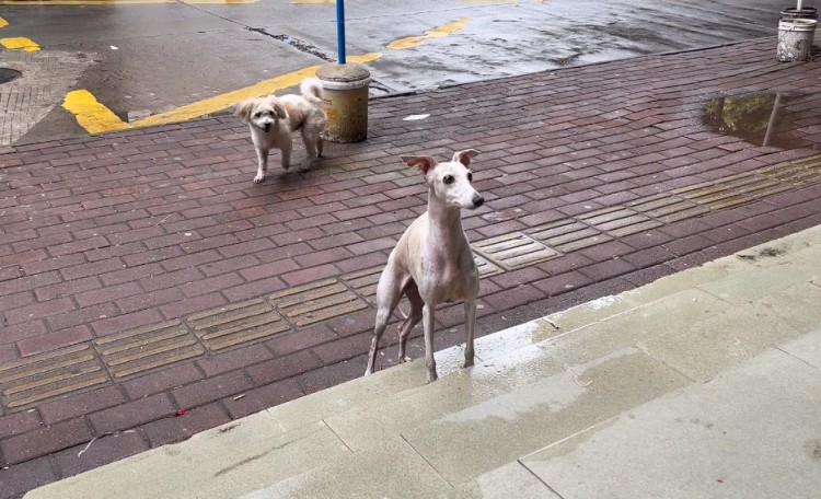 广州：有主赛犬街头讨食，年迈狗狗小心进食的画面，着实让人心酸