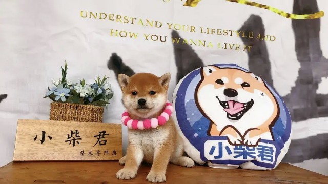 怎么挑选柴犬挑选纯种柴犬大攻略来啦